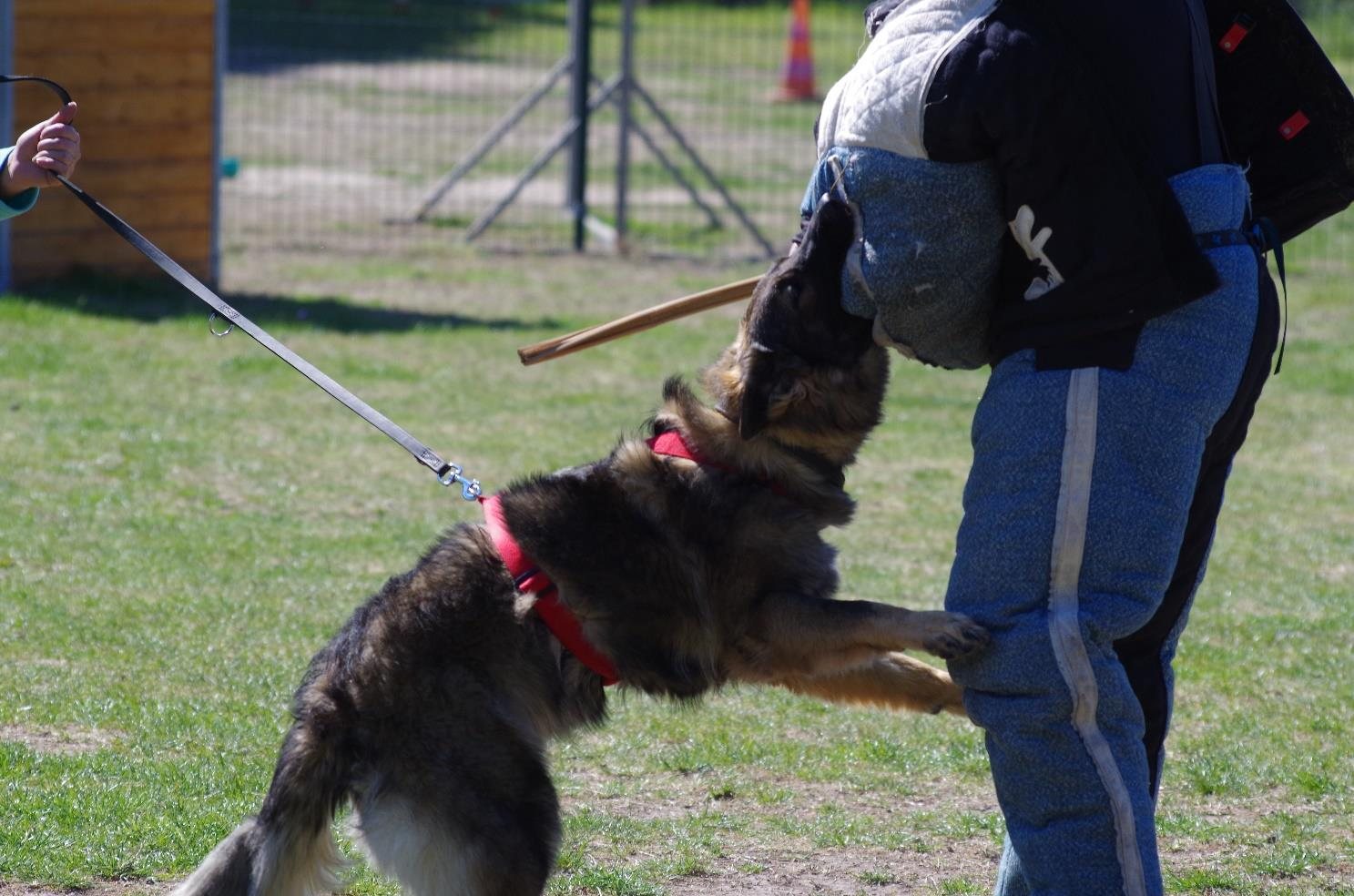 German Shepherd in bite-work training with its handler