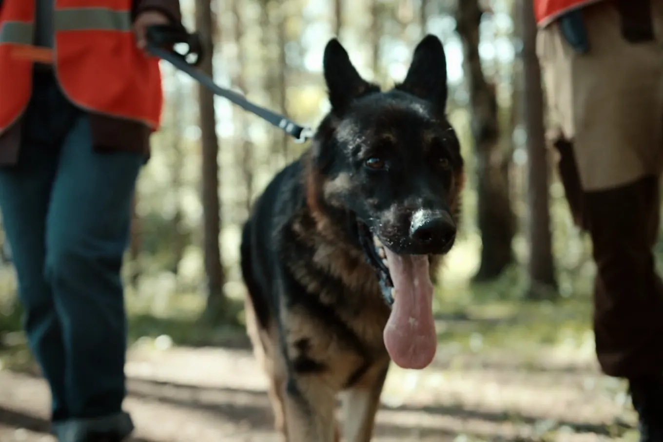 Dog-handler security
