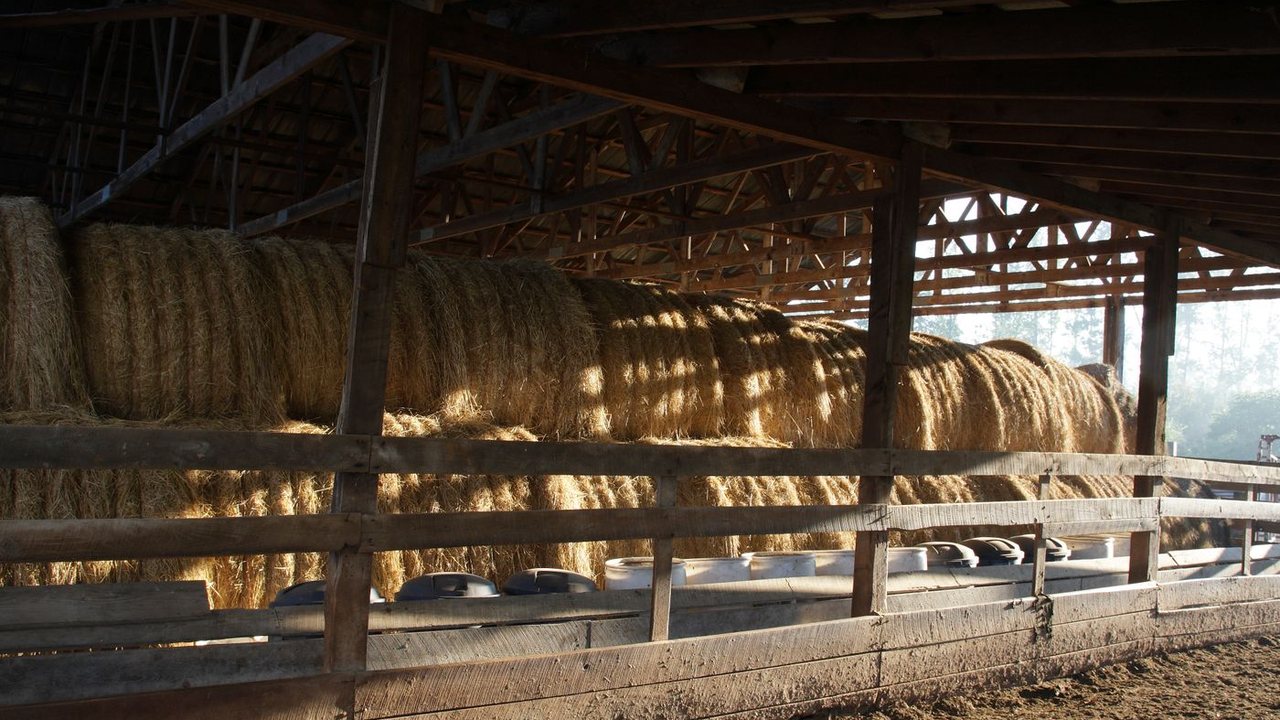 Fienile con balle di paglia stoccate sotto una tettoia agricola